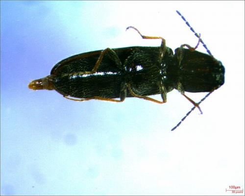 Réf. 237 534 : Nothodes parvulus