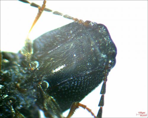 Réf. 237 535 : Nothodes parvulus