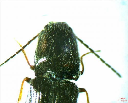 Réf. 237 537 : Nothodes parvulus