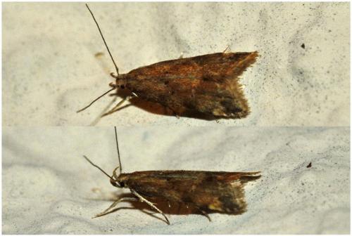 Brachmia blandella