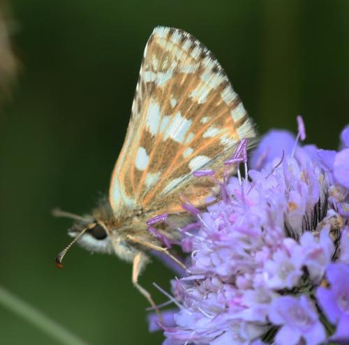 Pyrgus carlinae