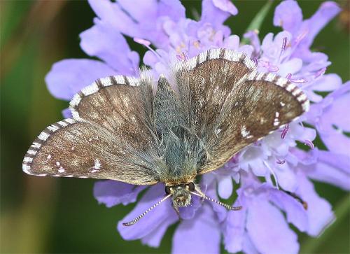 Pyrgus carlinae
