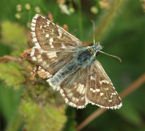 Réf. 237 987 : Pyrgus sp.