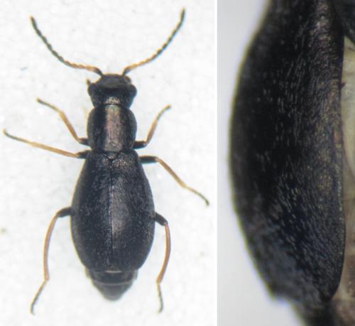 Charopus pallipes