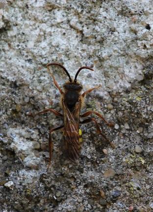 Nomada sp.