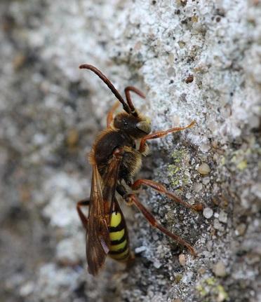 Nomada sp.