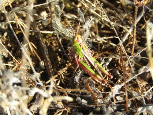 Réf. 237 747 : Stenobothrus lineatus lineatus