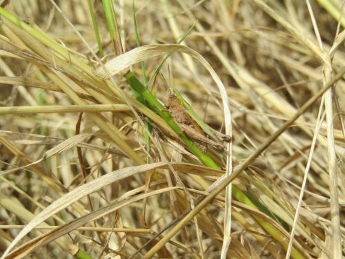 Omocestus rufipes