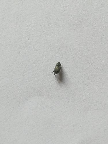 Bruchela sp.
