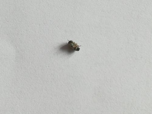 Bruchela sp.
