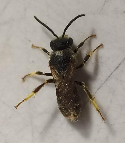Melitta sp.