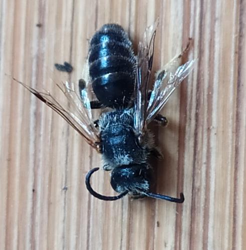 Melitta sp.