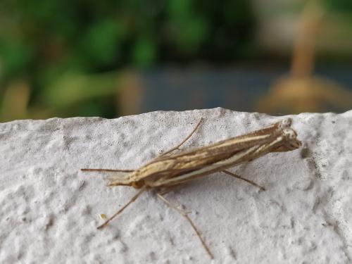Ancylolomia sp.