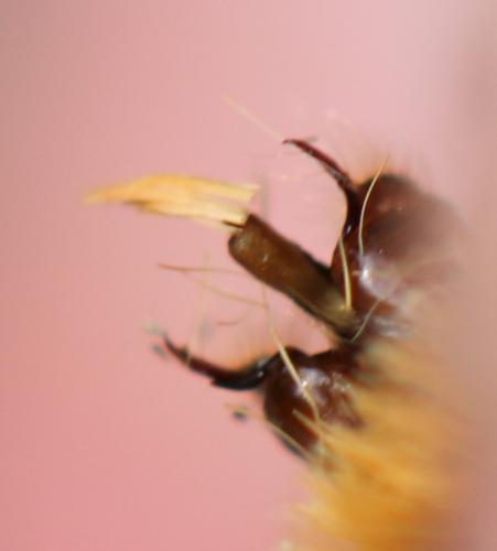 Réf. 237 764 : Melitaea athalia athalia