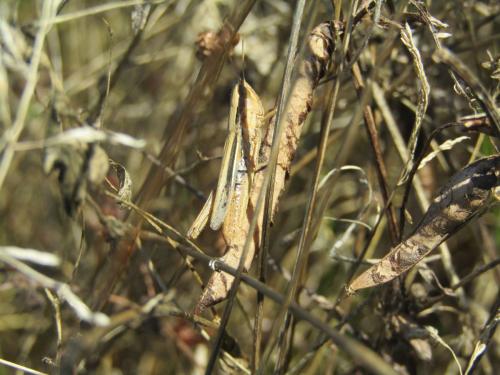 Euchorthippus elegantulus