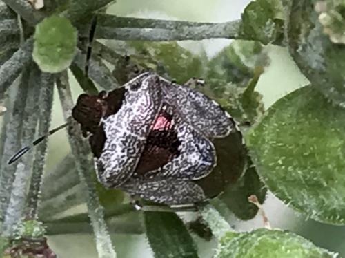Stagonomus venustissimus