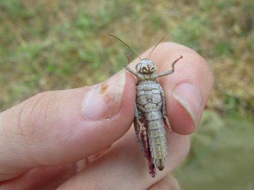 Calliptamus sp.