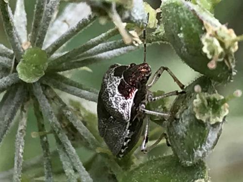 Stagonomus venustissimus