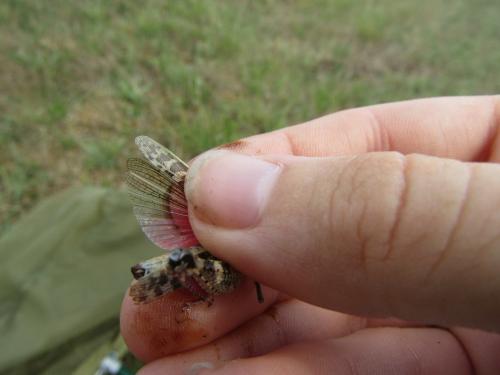 Calliptamus sp.