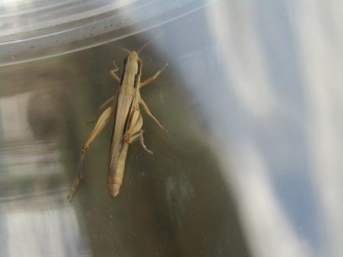 Euchorthippus elegantulus
