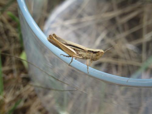 Euchorthippus elegantulus