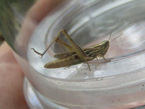 Euchorthippus sp.
