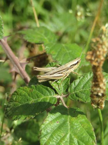 Réf. 237 543 : Euchorthippus elegantulus