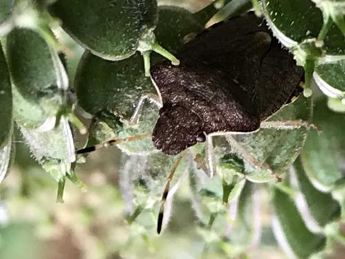 Peribalus strictus vernalis