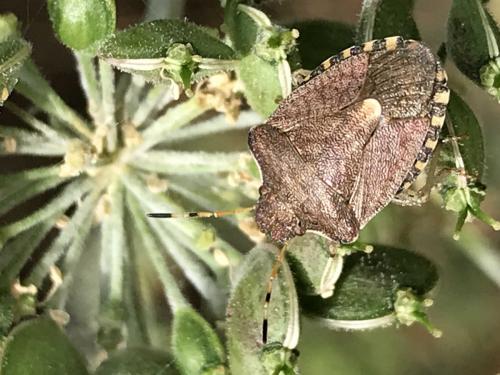 Réf. 237 995 : Peribalus strictus vernalis