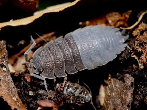 Porcellio scaber