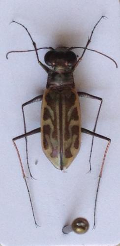 Réf. 237 197 : Habrodera nitidula