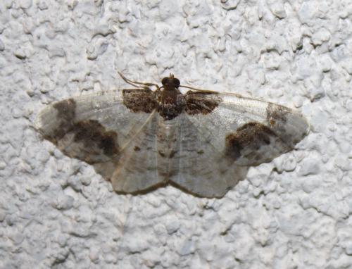 Réf. 237 235 : Ligdia adustata