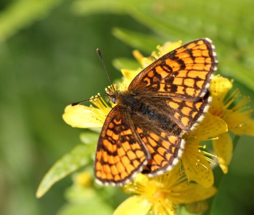 Réf. 237 688 : Melitaea athalia athalia