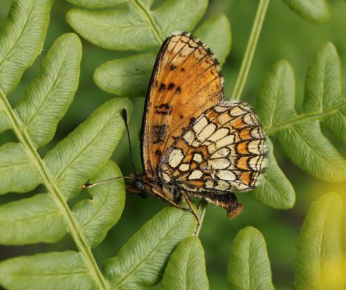 Réf. 237 689 : Melitaea athalia athalia