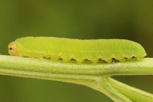 Selandria serva