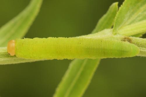 Selandria serva