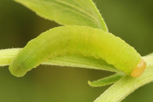 Selandria serva