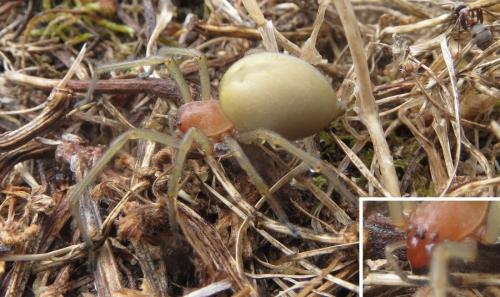 Cheiracanthium sp.
