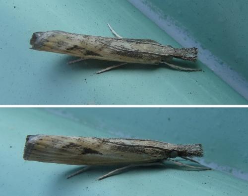 Réf. 237 452 : Agriphila inquinatella