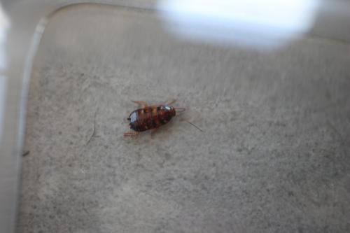 Periplaneta americana