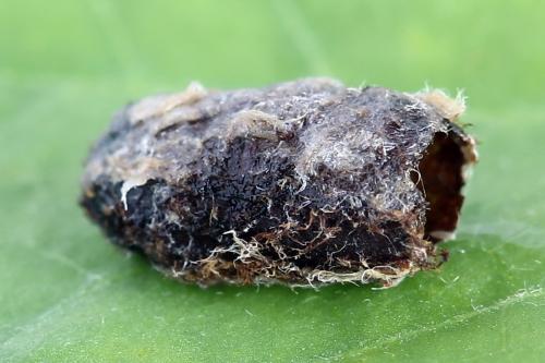 Selandria serva