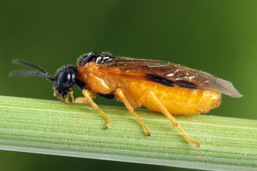 Selandria serva