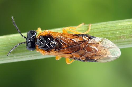 Selandria serva