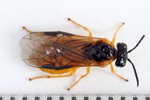 Selandria serva