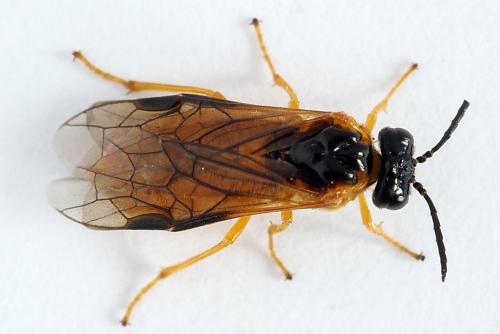 Selandria serva