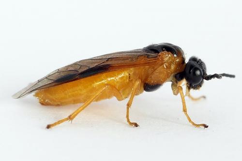 Selandria serva