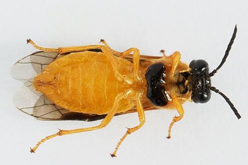 Selandria serva