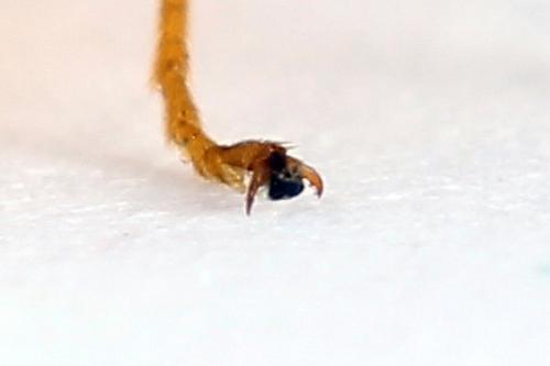Selandria serva