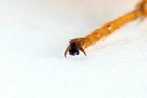 Selandria serva