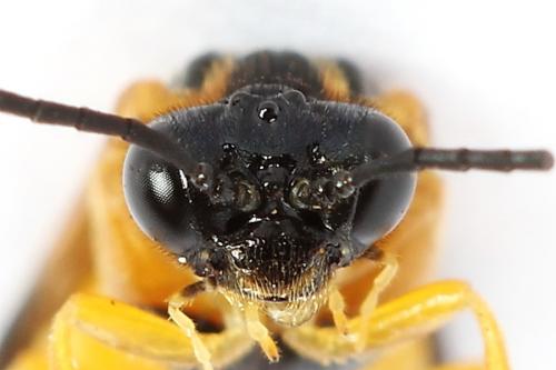 Selandria serva